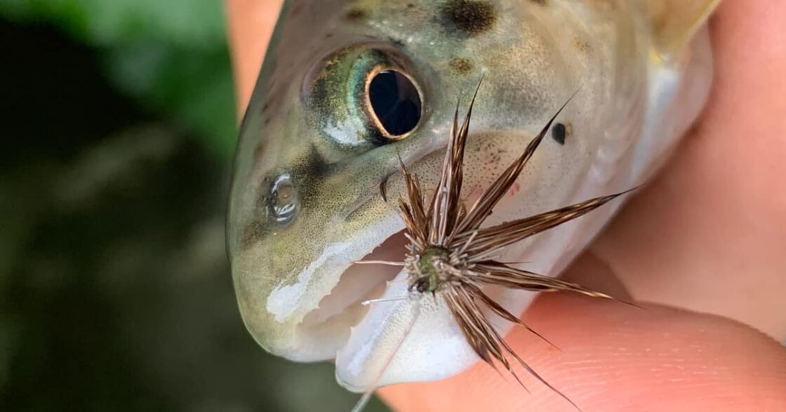 Ouverture de la pêche truite 2023